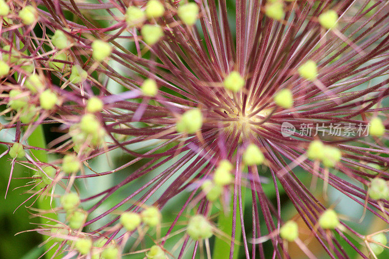 葱属植物种子头/花与绿色豆荚的特写图像
